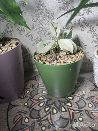 Фикусы сортовые