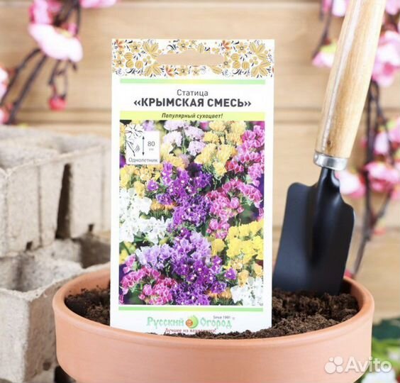 Семена цветов Статица Мечта флориста