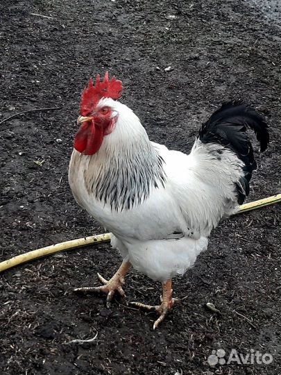 Петух породы Адлерская серебристая