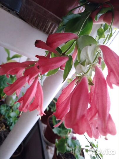 Комнатные цветы