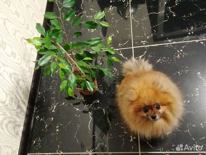 Фикус бенджамина большой