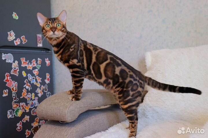 Бенгальский кот вязка