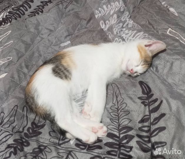 Котенок-кошечка в добрые руки