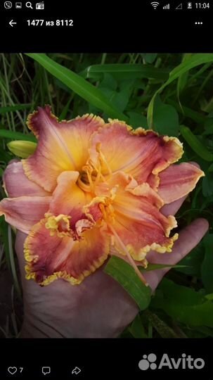 Продам садовые цветы