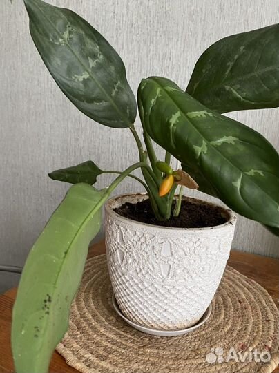 Агалонема Мария