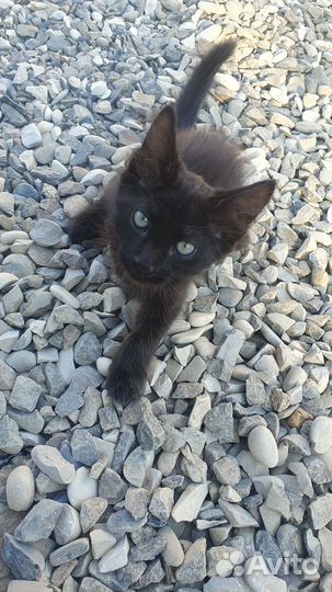 Кот