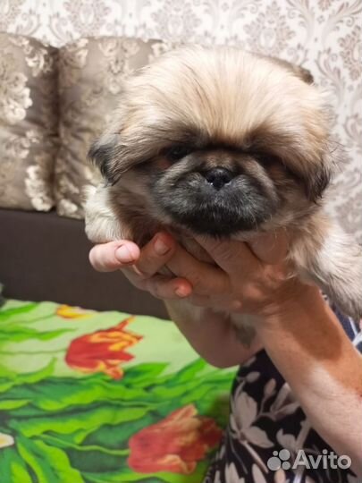 Щенки пекинеса