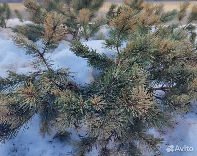 Обработка сада, лечение деревьев, защита растений