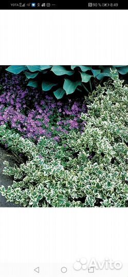 Растения почвопокровные 2