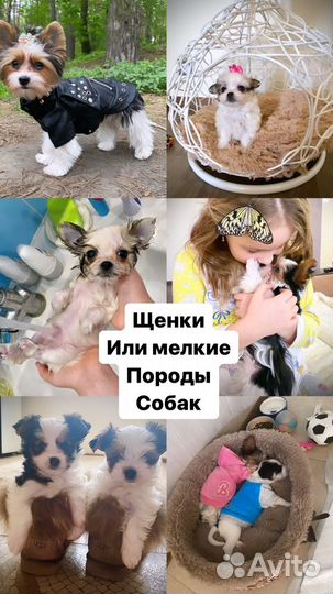 Передержка животных, птиц. рептилий