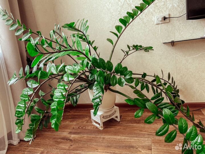 Замиокулькас