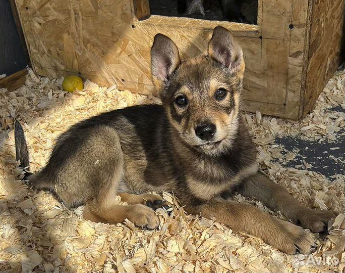 Герда - щенок-девочка в хорошие руки