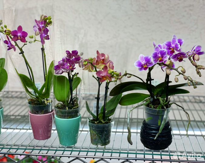 Орхидея фаленопсис мини