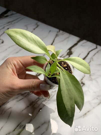 Hoya Nicholsoniae New Guinea Ghost Хойя