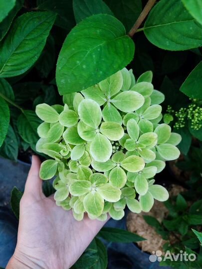 Гортензия метельчатая