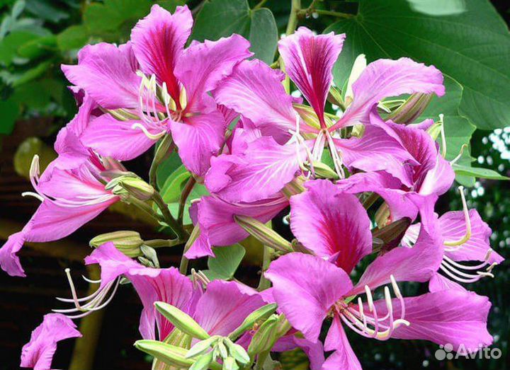 Баухиния/орхидейное дерево, комнатная, семена