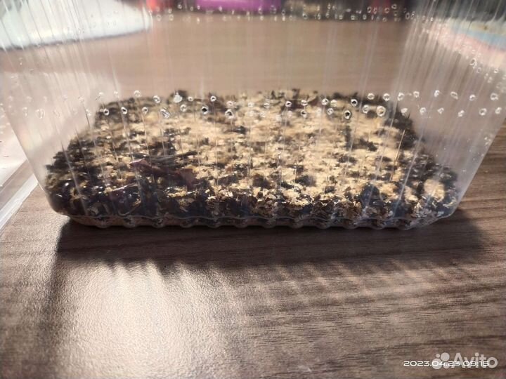 Жук знахарь