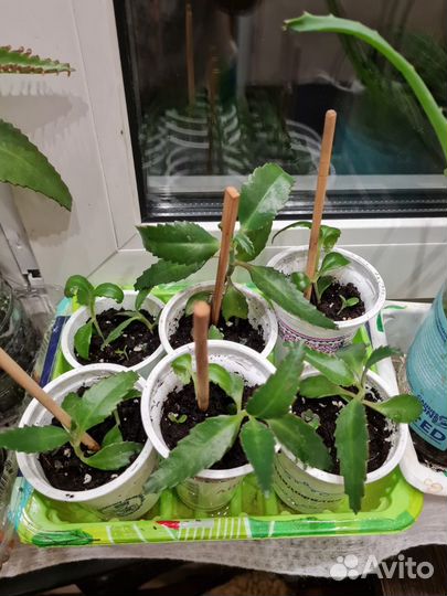 Каланхое лечебное золотой ус хлорофитум