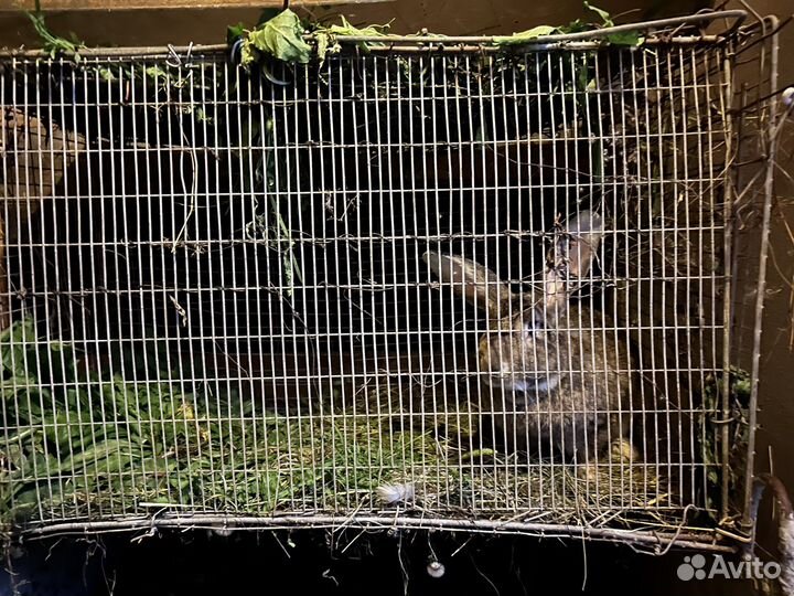 Кролик с клеткой