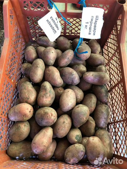 Семенной картофель высокоурожайных сортов