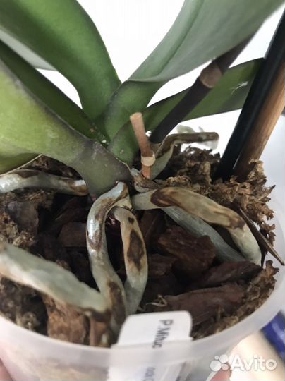 Орхидея фаленопсис Mituo Peacock Queen