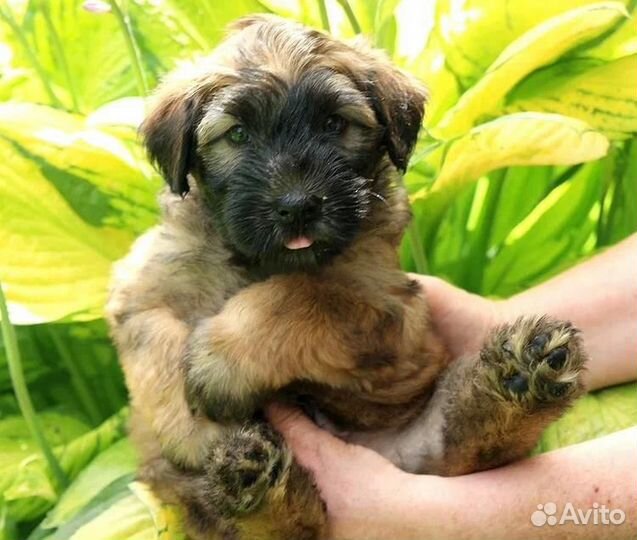 Ирландский мягкошёрстный пшеничный терьер