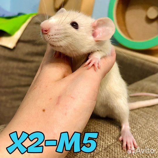 Крысята рыжие замечательные