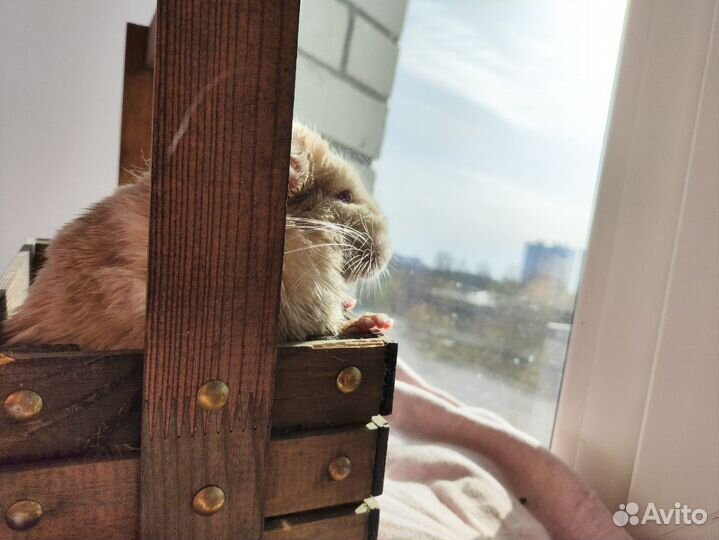 Пасхальный мышонок в ваш дом (шиншилла, мальчик)