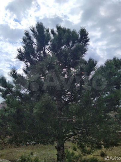 Участок 4,8 сот. (СНТ, ДНП)