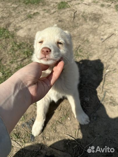 Кремовые щенки