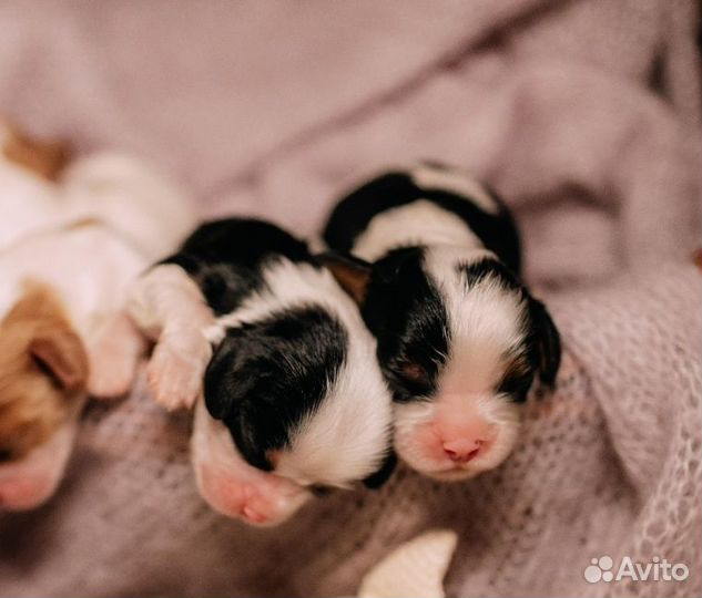 Кавалер кинг чарльз спаниель