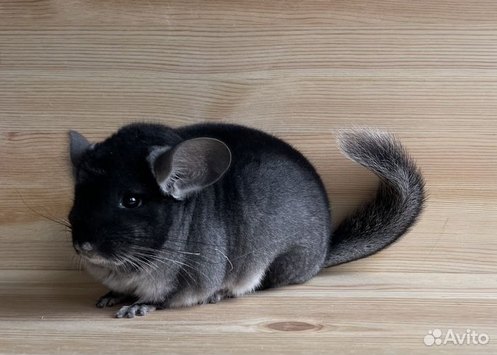 Шиншилла черный бархат самка