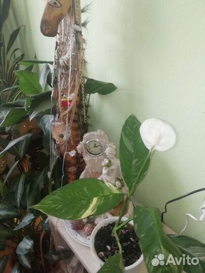 Спатифиллум