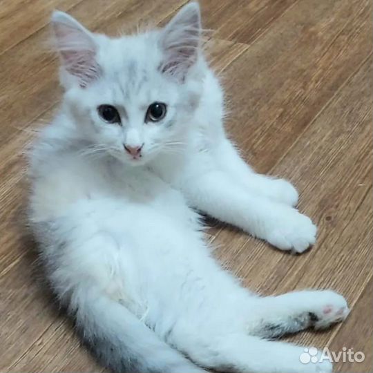 Котёнок в доьрые руки