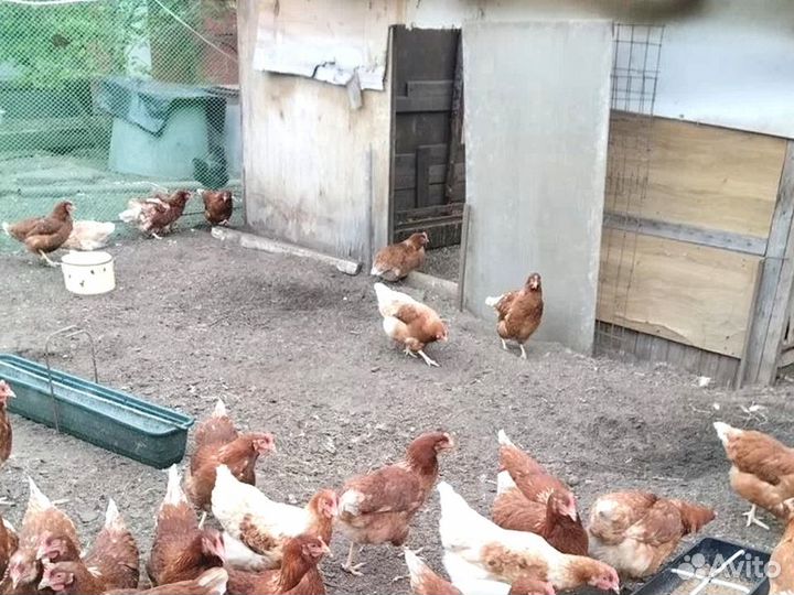 Куры несушки