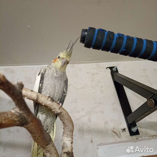 Пара корелл