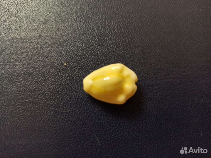 Морская раковина