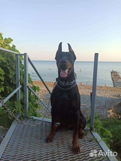 Доберман. вязка
