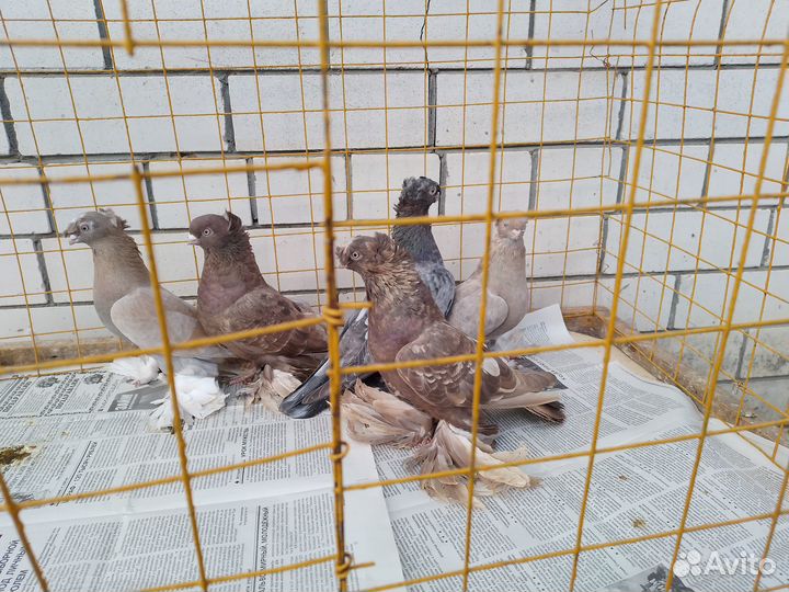 Продажа голубей: узбеки,ростовские белогрудые пара
