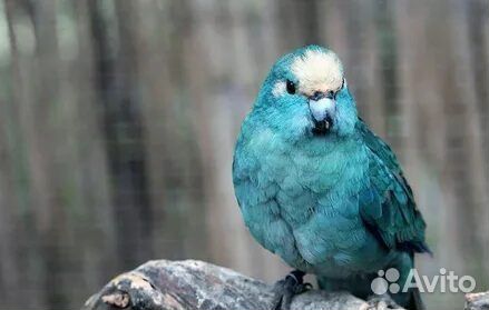 Какарик Голубой выкормыш