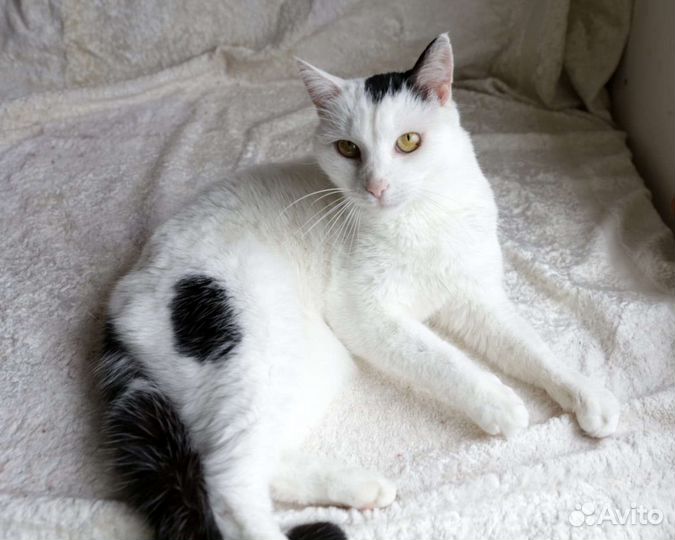 Кошечка в добрые руки