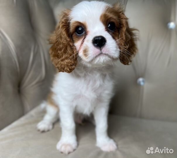 Кавалер кинг чарльз спаниель щенки РКФ