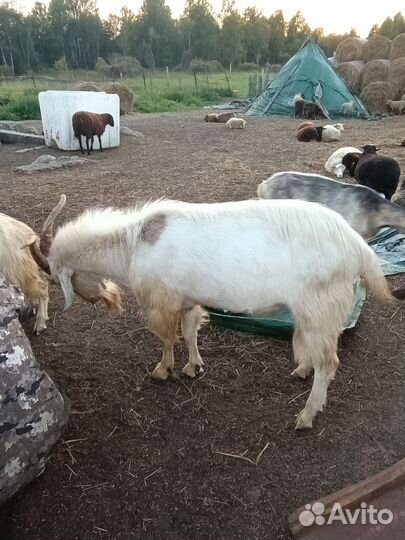 Коза дойная