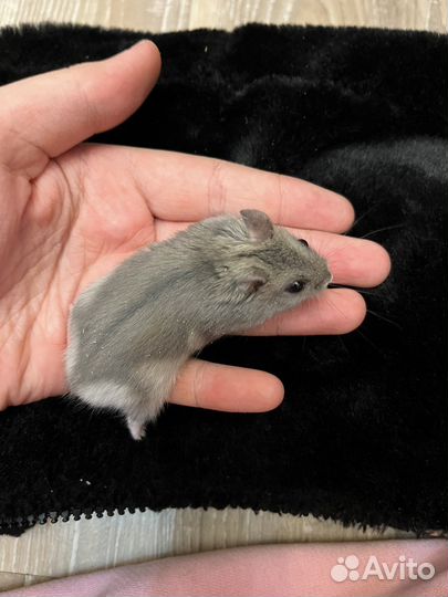 Джунгарский хомяк