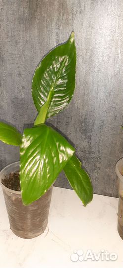 Калла белая ,женское счастье