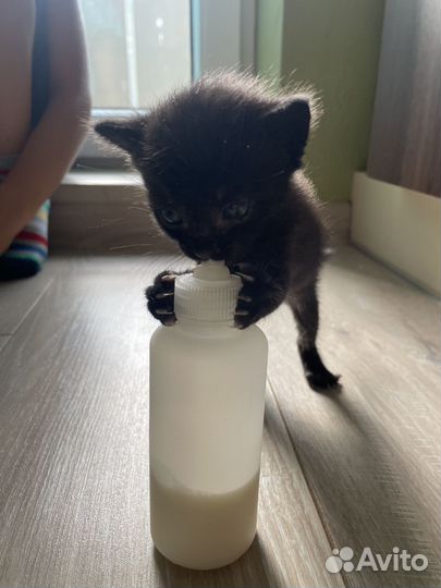 Передержка животных