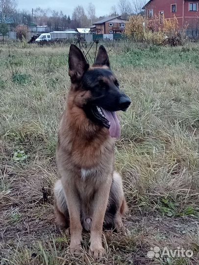 Немецкая овчарка вязка