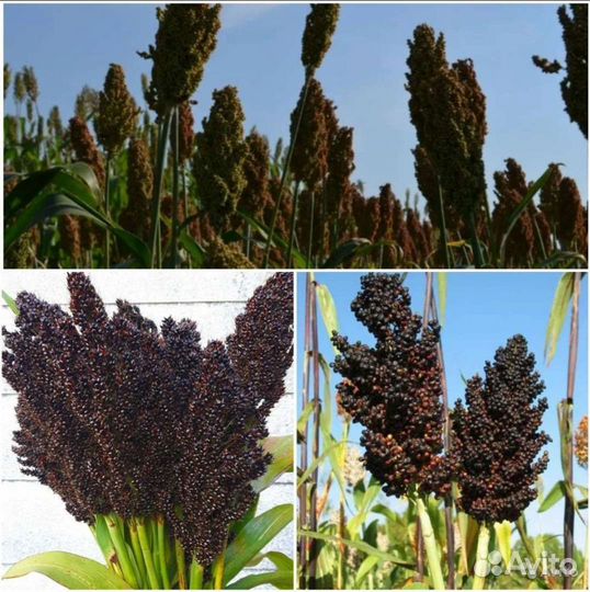 Семена кортадерии,Молинии,Синеголовника,Сорго