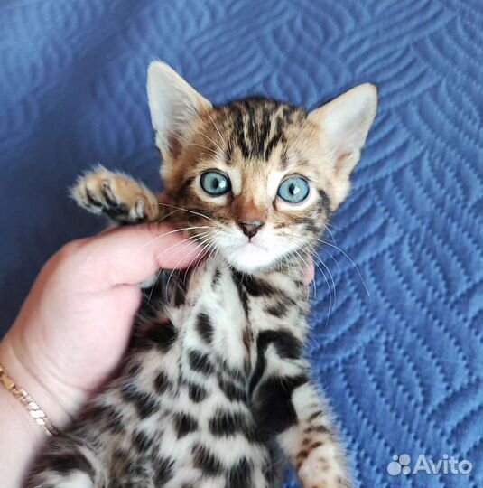 Бенгальские котята в любимцы или в разведение