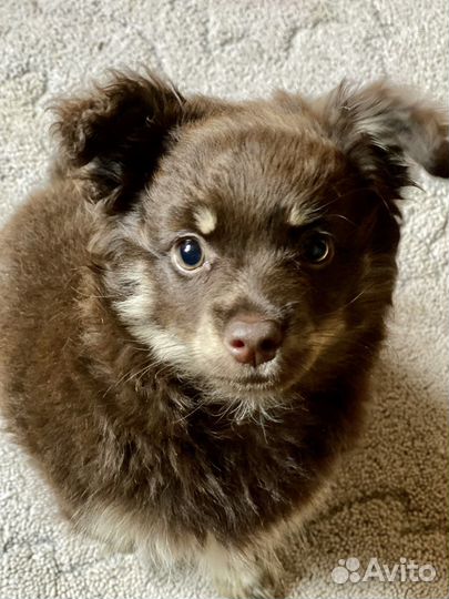 Папийон девочка, 4 мес